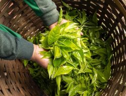 Holding Perkebunan Nusantara Dorong Produk Bernilai Tinggi, Teh Malabar PTPN I Tembus Pasar Premium
