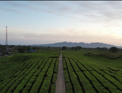 Kebun Teh PalmCo Jadi Arena Balap Asia Pasific Championship Rally, Holding Perkebunan Nusantara Pacu Ekonomi dan Wisata Daerah